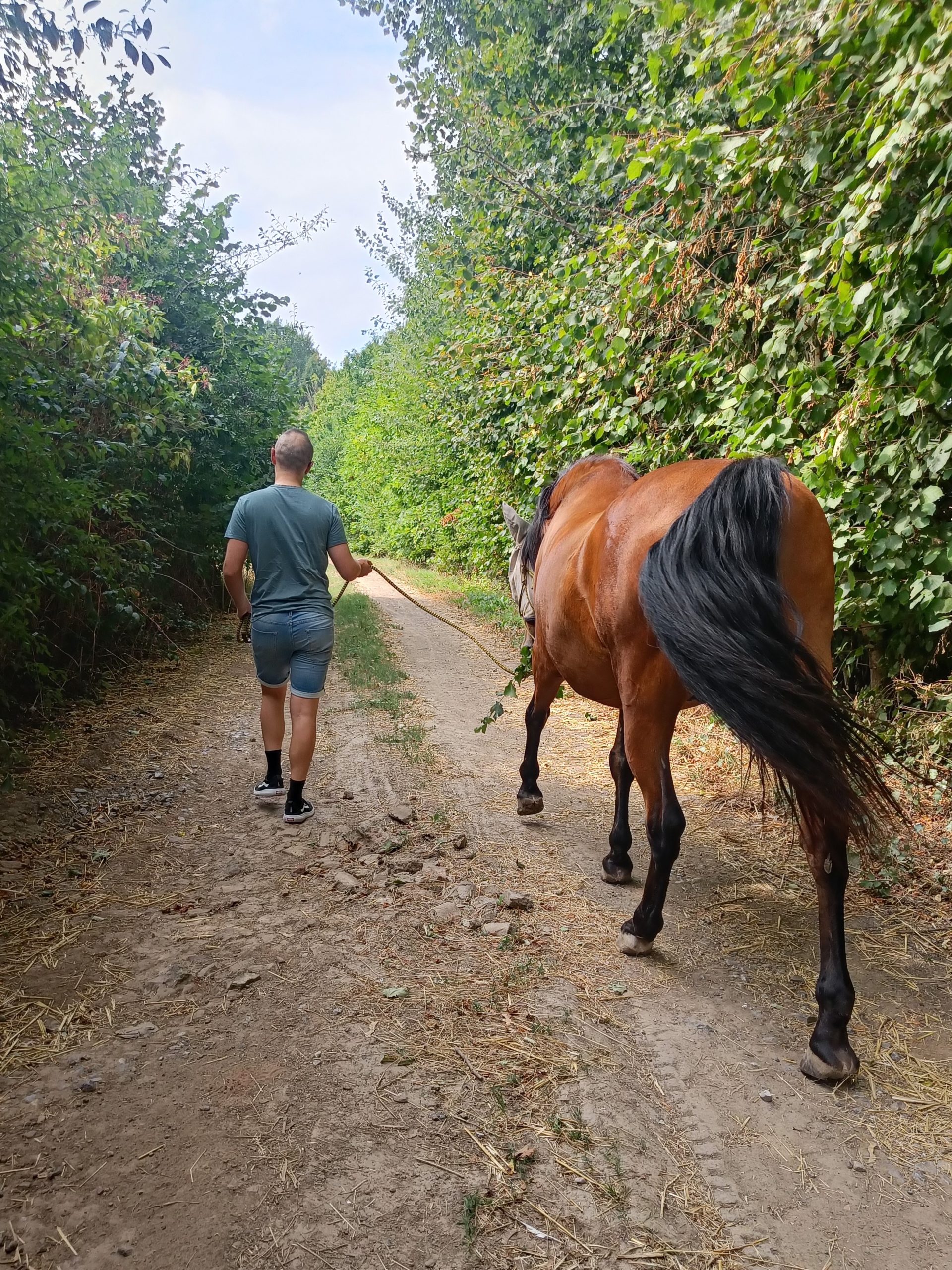 Métanoïa cours individuel avec cheval
