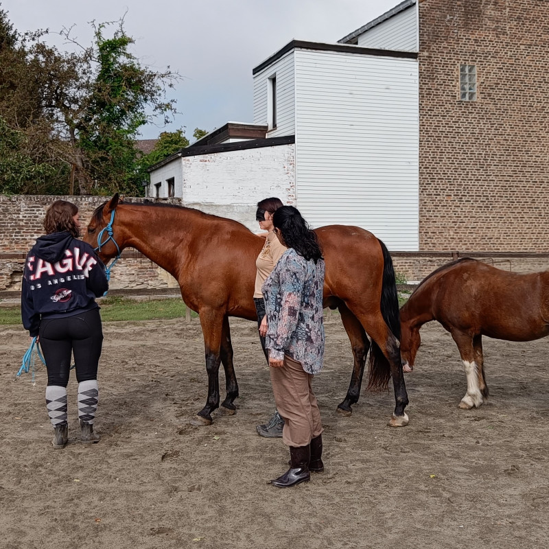 Métanoïa Jade Jassogne cours équi-coaching